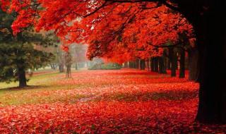 如果在梦里遇见你 如果在梦里遇见你